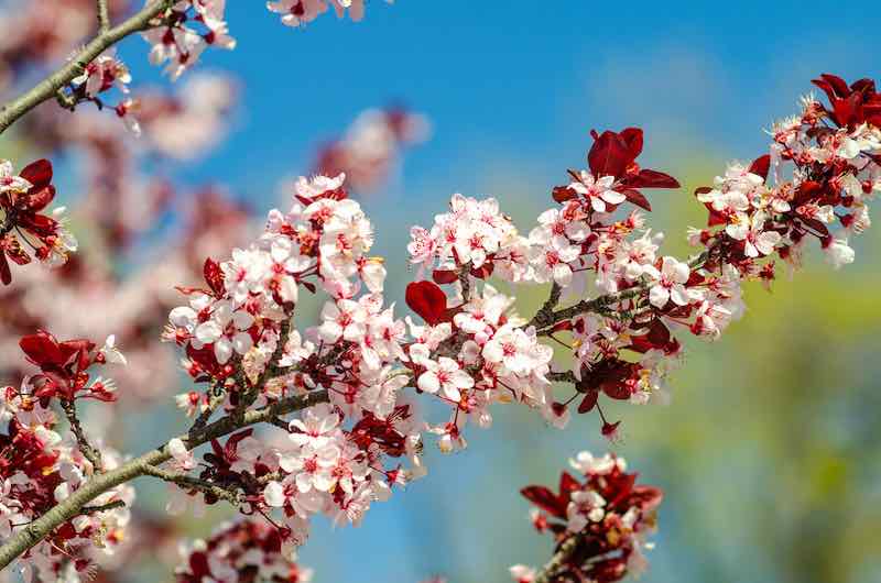 red leaf plum tree blossoms