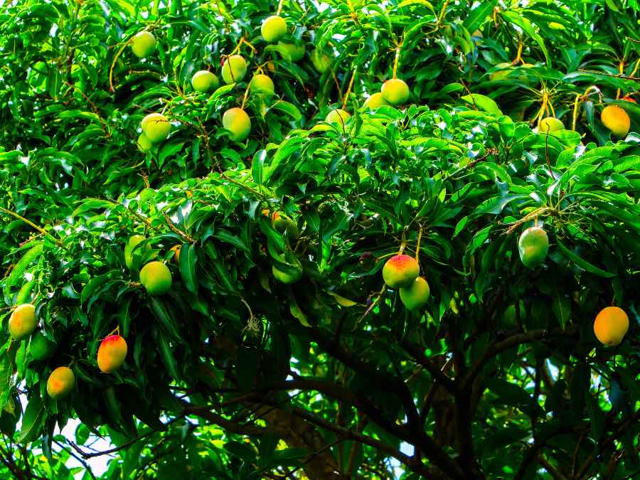 mango tree with ripe mangoes