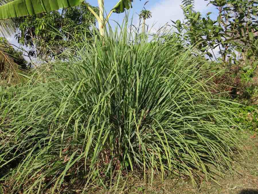 large lemongrass plant