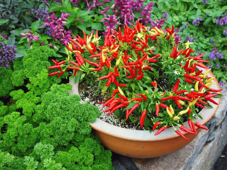 pepper plant in flower pot