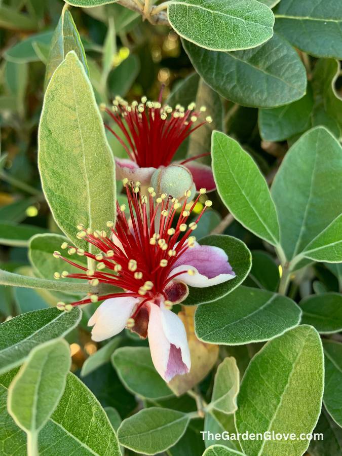 pineapple guava flower