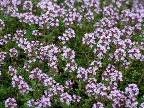 Edible Landscaping: Incorporate Food-Producing Plants into Your Yard ...