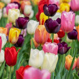 tulips- bulbs to plant in fall