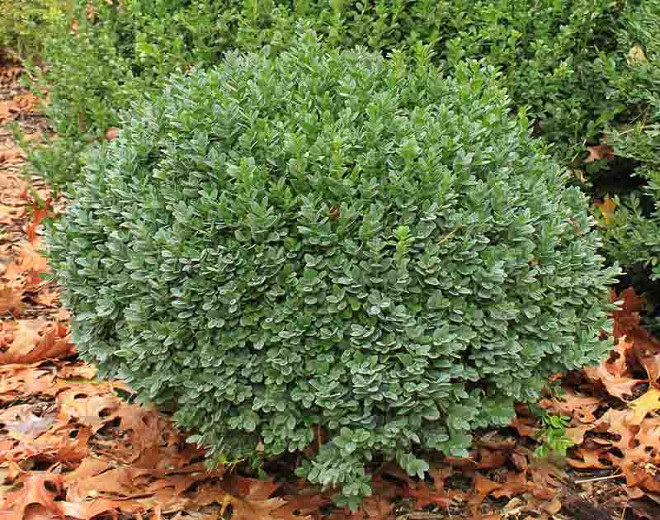 A bush of Korean Boxwood 