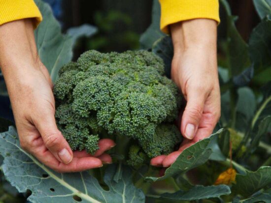 harvesting a head of broccoli from the plant