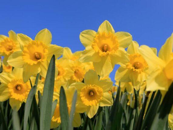 daffodils
