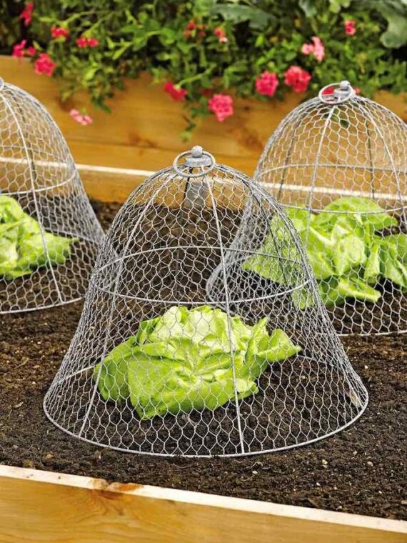 wire mesh garden cloche protecting lettuce plants