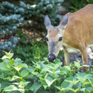 deer eating plants in garden