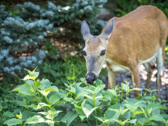 deer eating plants in garden