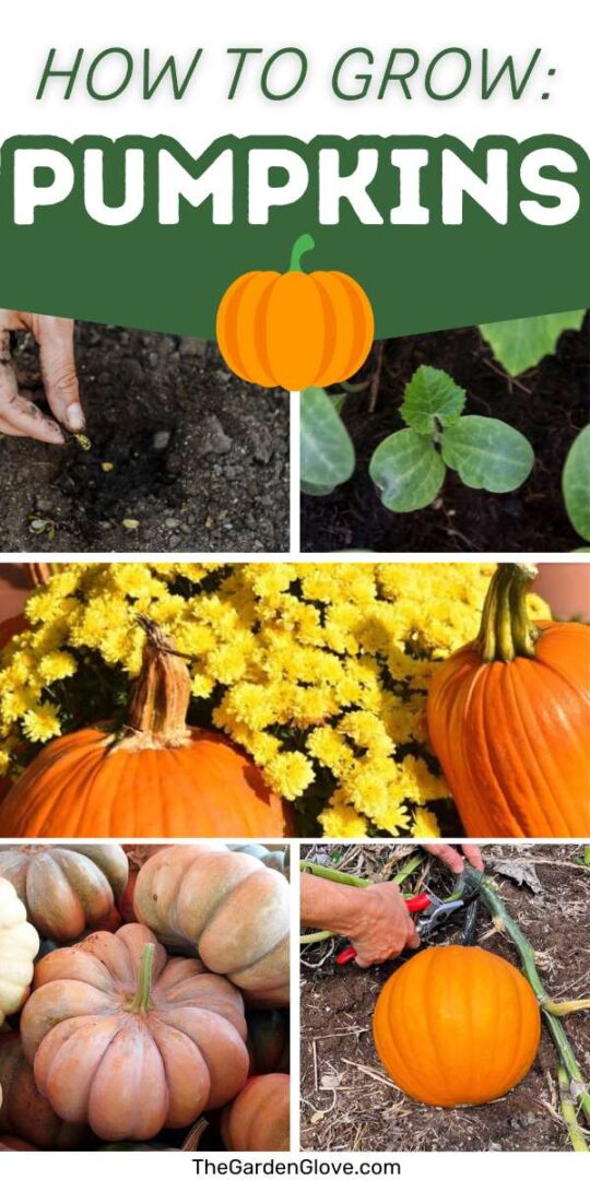 How to Grow Pumpkins at Home: Tips for planting, when to harvest, and ...