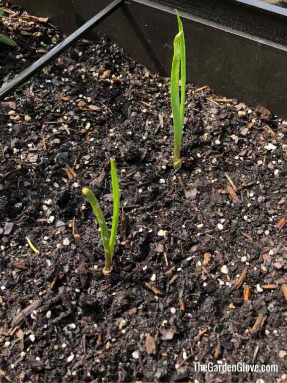 sprouting garlic plants