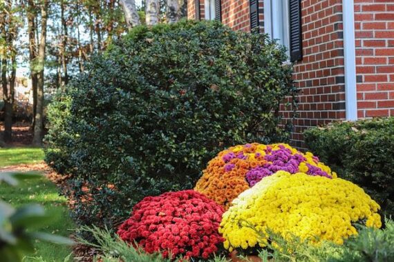 fall mums plants growing in landscaping bed alongside house