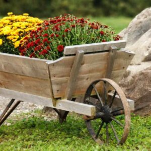 two fall mums plants, one yellow and one dark red, growing in a wooden wheelbarrow