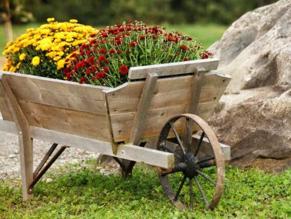 two fall mums plants, one yellow and one dark red, growing in a wooden wheelbarrow