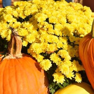 yellow mums plant with two pumpkins leaning against it