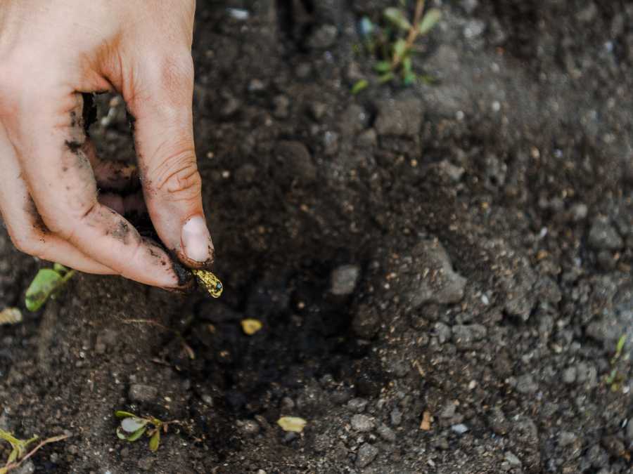 planting pumpin seeds in ground