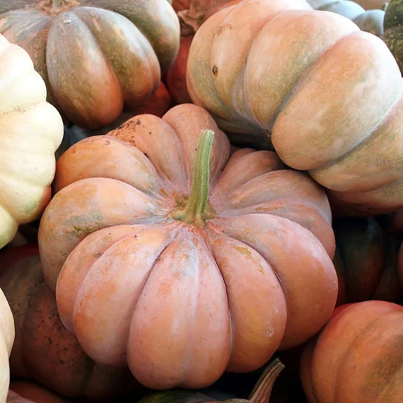 fairytale pumpkins- an heirloom pumpkin variety with deep ridges and light orange color