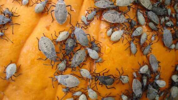 close up of many squash bugs on surface of a pumpkin