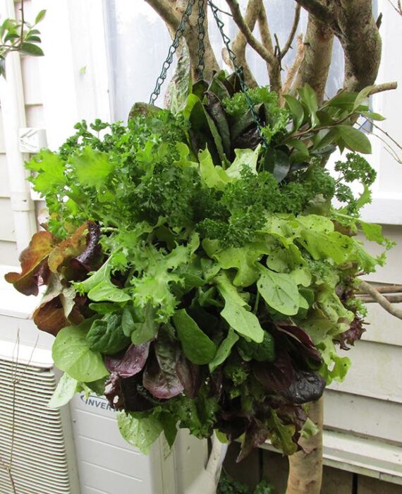 hanging lettuce ball planter