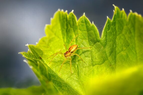 close up of a small spider on a green leaf