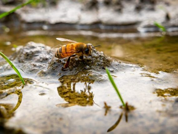 bee on a rock drinking from shallow water