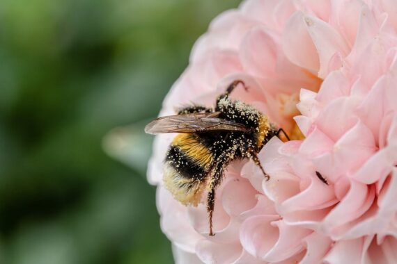 bumblebee pollinating a flower