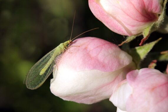 lacewing on a budding flower