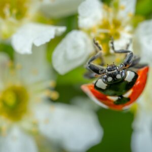 close up of a ladybug on some white flowers