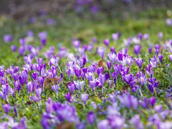 field of crocus flowers