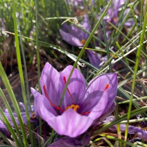 close up of saffron flower growing amongst other saffron crocus plants