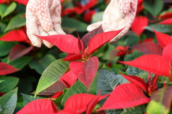 gloved hands touching bracts of a red poinsettia