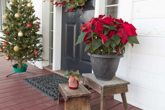 potted poinsettia on stool at front door along with christmas decor