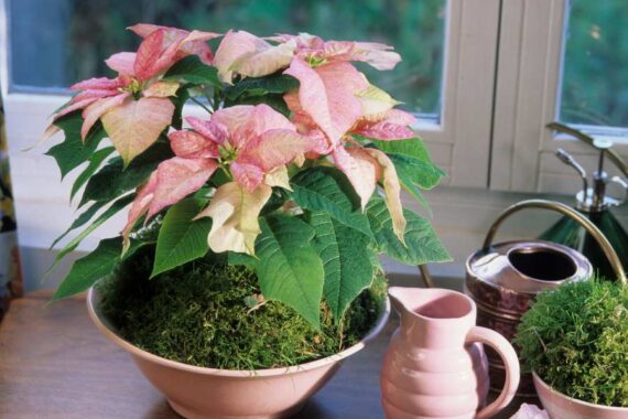 pink and white poinsettia plant on counter near window