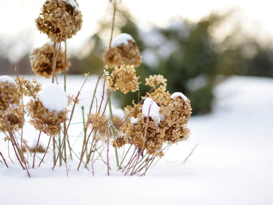 dormant hydrangea plant in winter covered in snow