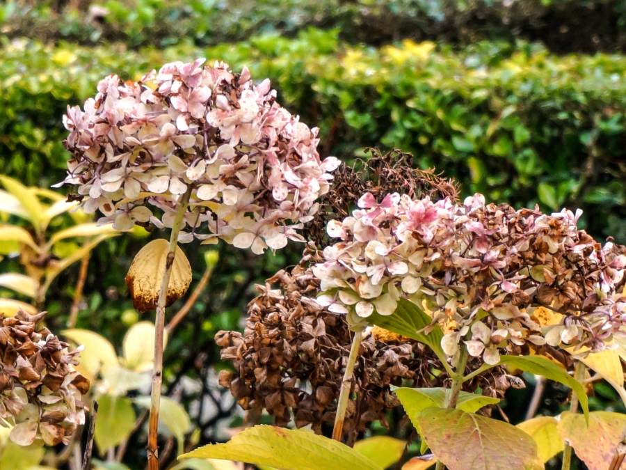 hydrangea blooms that are beginning to die off