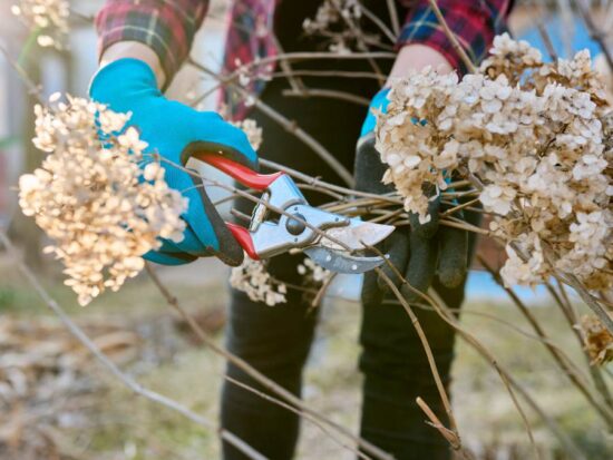 pruning hydrangea stems