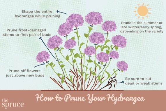 diagram of a hydrangea with markings where to prune