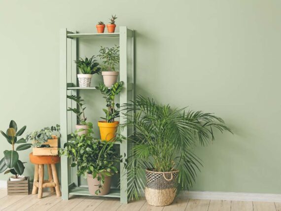 variety of houseplants indoors on floor and on a shelf