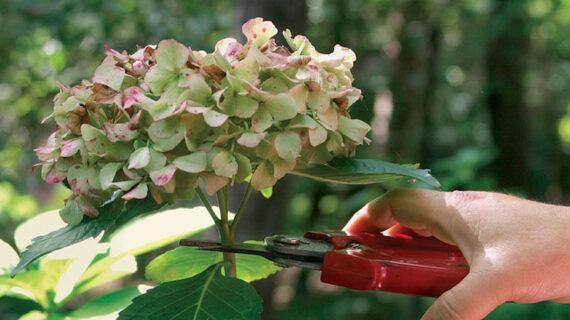 a fading hydrangea bloom being cut off with a pair of garden shears