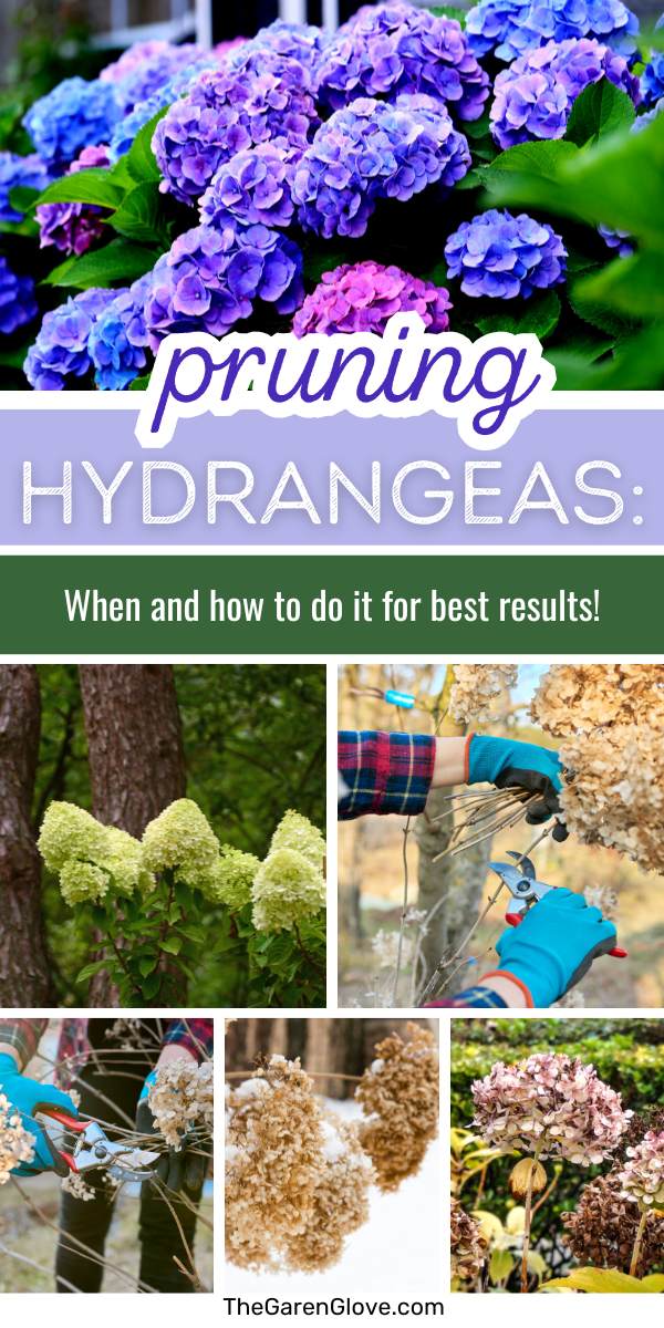 When and How one can Prune Hydrangeas • The Yard Glove