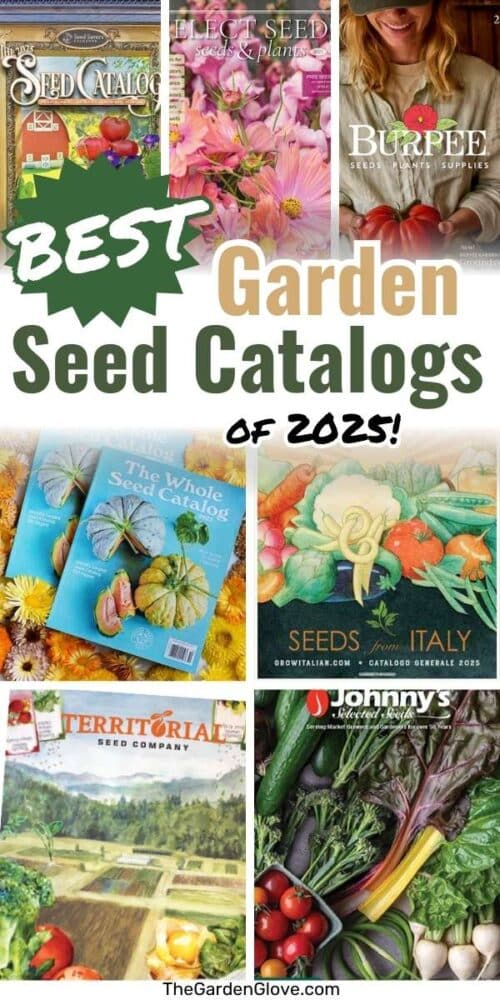 Prime 10 Seed Catalogs for 2025