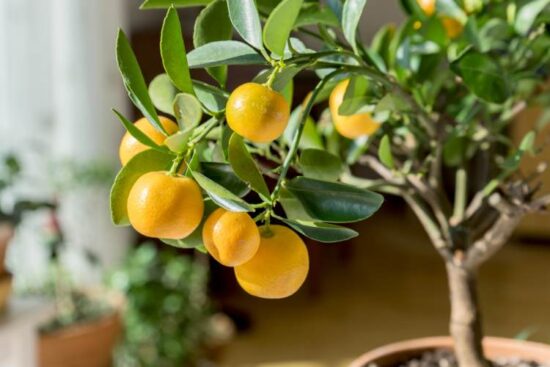 close up of the branch of citrus tree grown in a pot