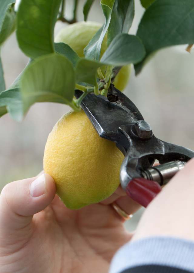 Guide To Growing Citrus Trees In Pots Or Containers • The Garden Glove 