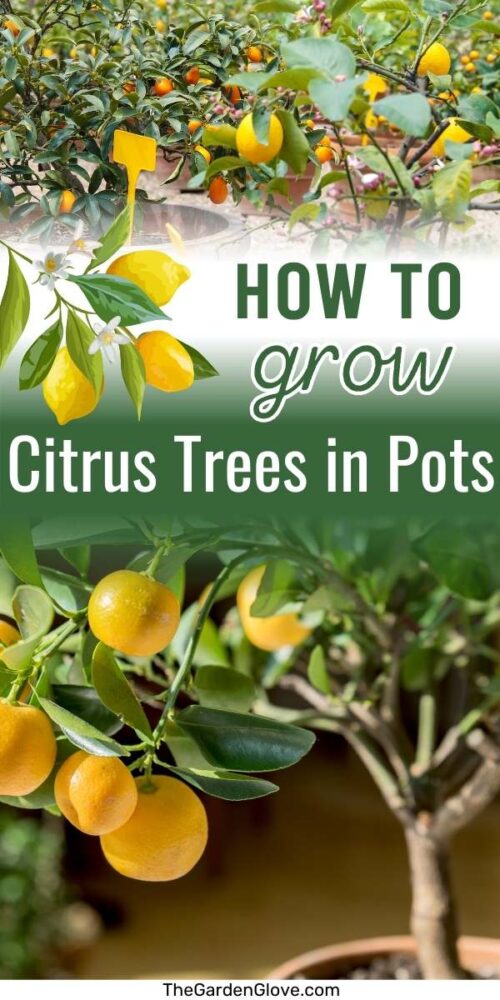 Guide To Growing Citrus Trees In Pots Or Containers • The Garden Glove