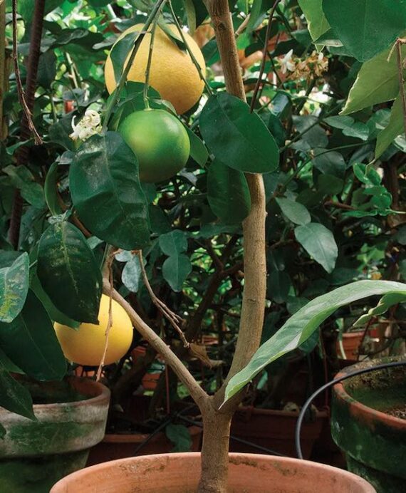 lemon tree growing in a pot with ripe and unripe lemons on the branches