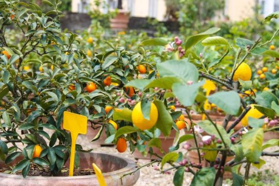 various citrus trees growing in pots