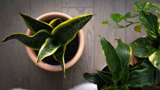 aerial view of a small potted snake plant