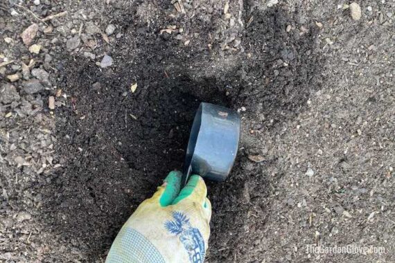 collecting soil from the garden using measuring cup