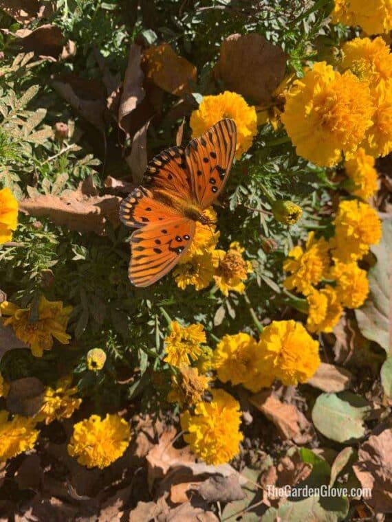 marigold flowers with a butterfly on them