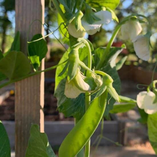 snow pea growing on a trellis